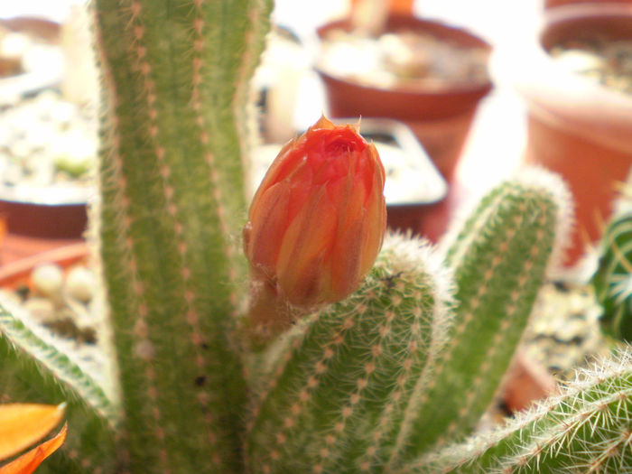 Chamaecereus hybrid