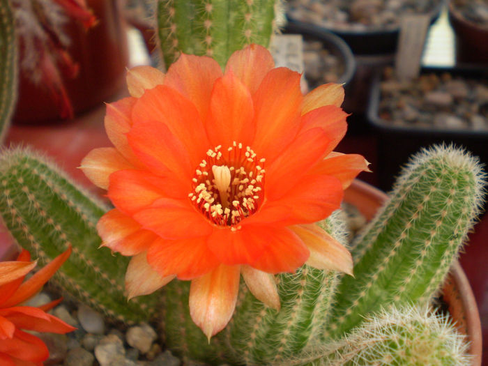 Chamaecereus hybrid