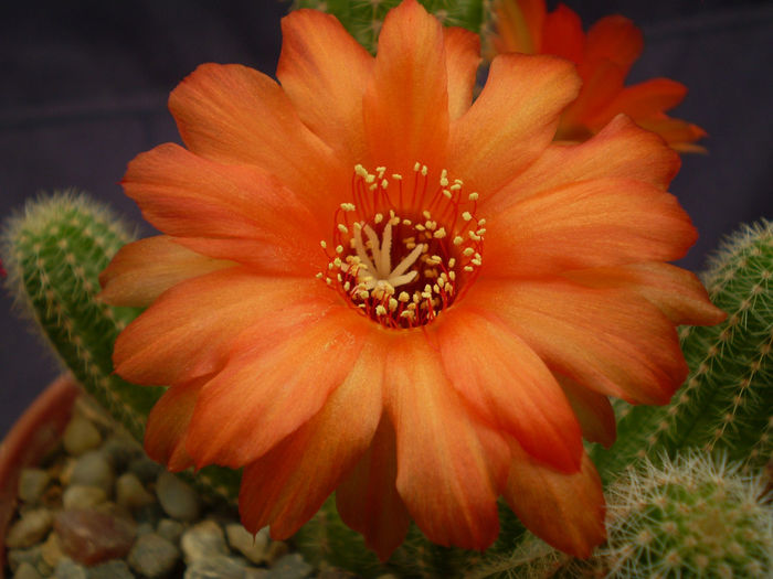 Chamaecereus hybrid