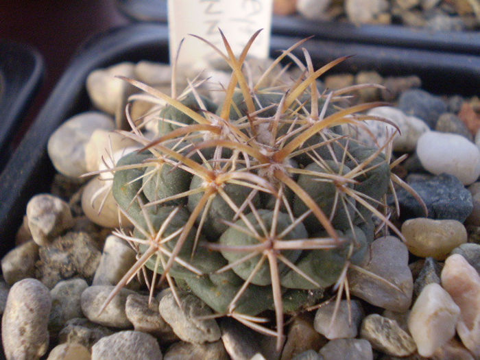 CORYPHANTHA CONNIVENS - Coryphantha 2013