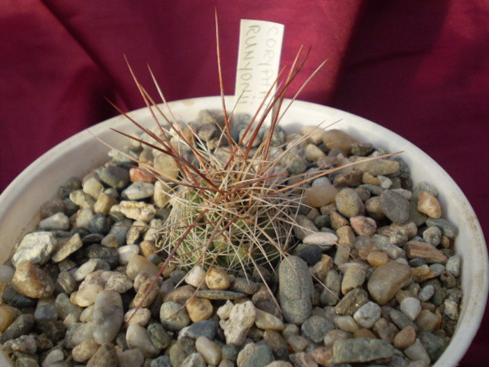 CORYPHANTHA  RUNYONII - Coryphantha 2013