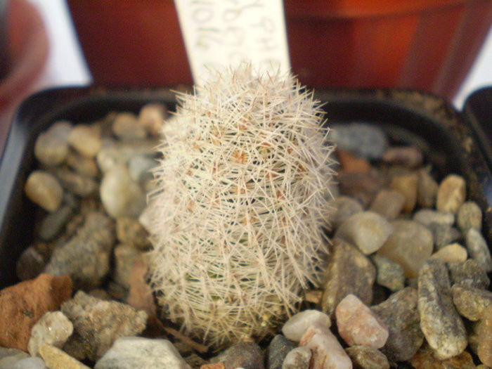 CORYPHANTHA HENDRICKSONII - Coryphantha 2013