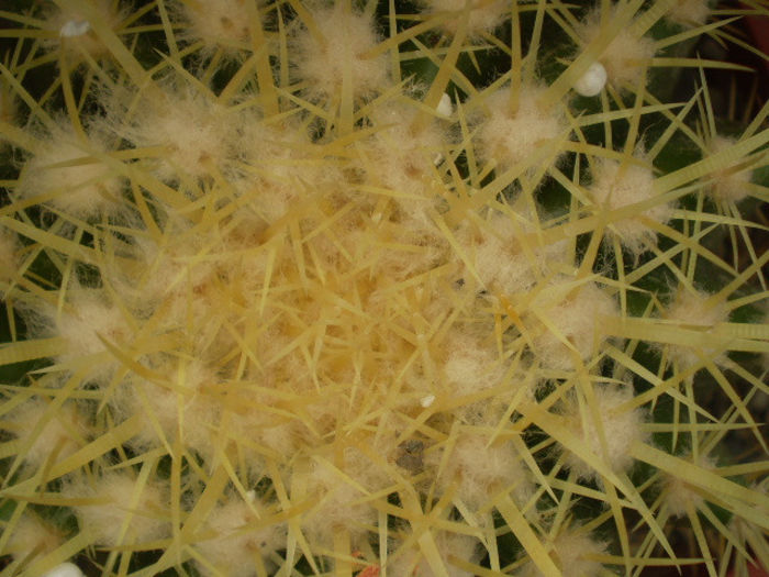 ECHINOCACTUS GRUSONII