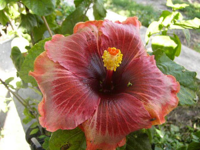 Plum Pizzazz - Hibiscus