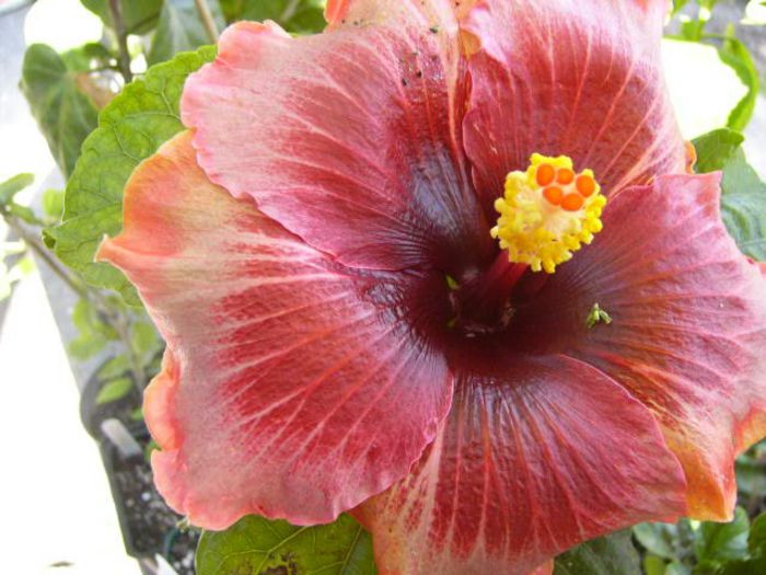 Plum Pizzazz - Hibiscus