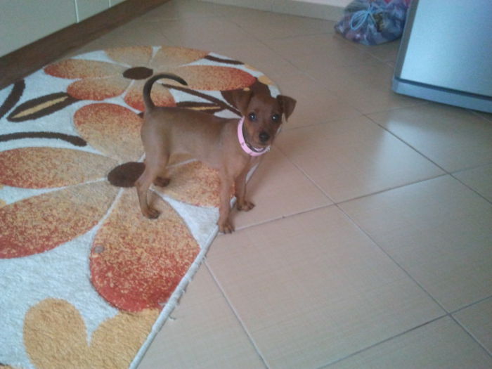 2013-09-18 17.14.38 - pinscher pitic