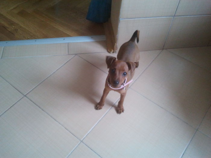 2013-09-18 17.13.33 - pinscher pitic