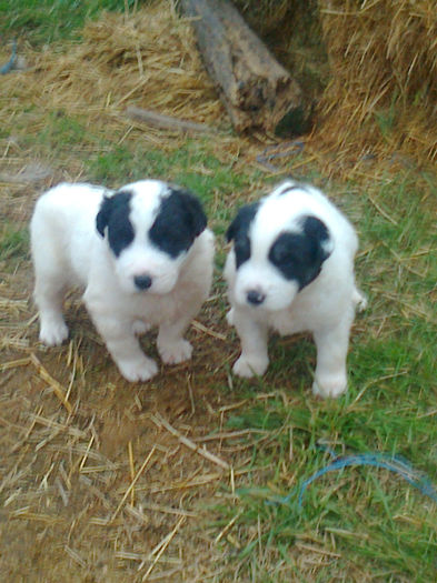 cani care pazasc oile