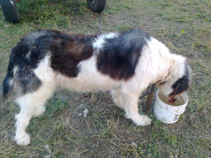 cani care pazasc oile