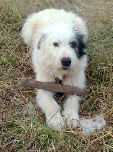 cani mei care pazesc oile