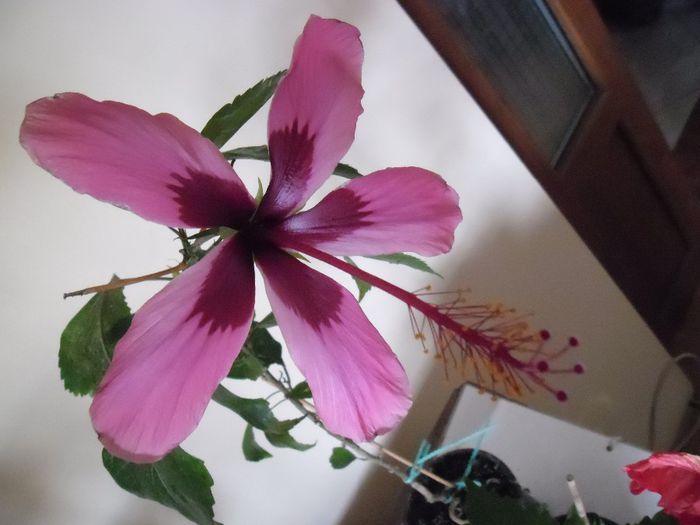 Fidjian Island - Hibiscus 2013-3