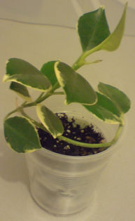 australis albomarginata - Hoya