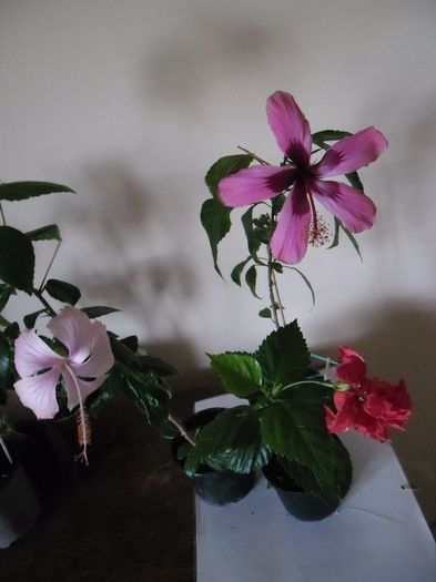 Hibiscus grup - Hibiscus 2013-3
