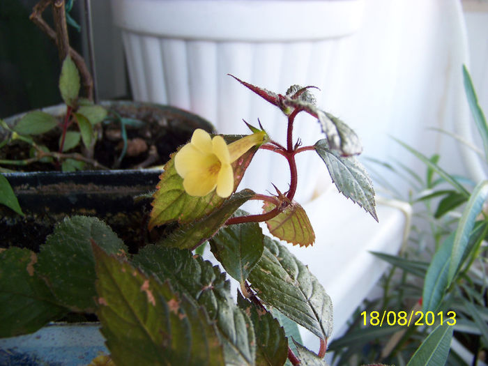 481_0727 - Yellow Beauty