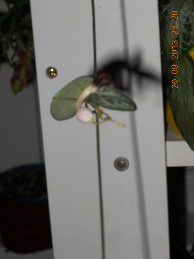 Ceropegia woodii