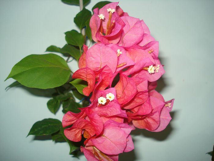 Corai - BOUGAINVILLEA