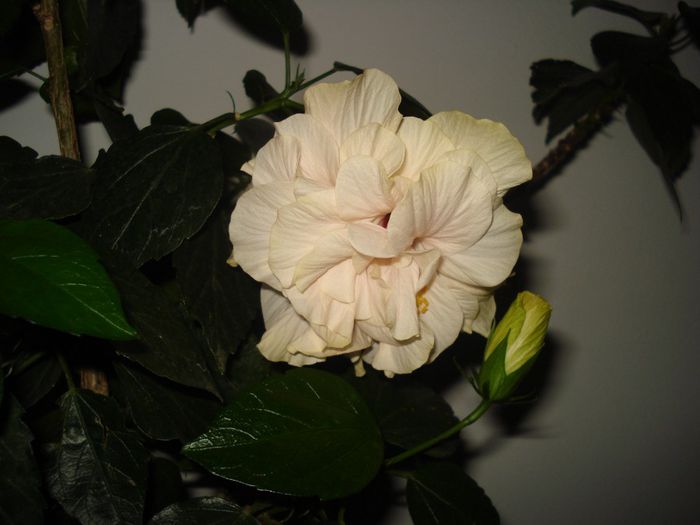 DSC09433
