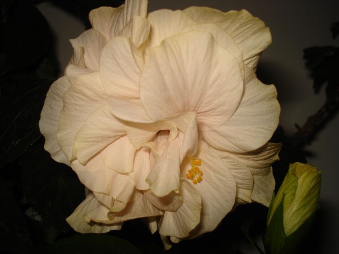 DSC09435