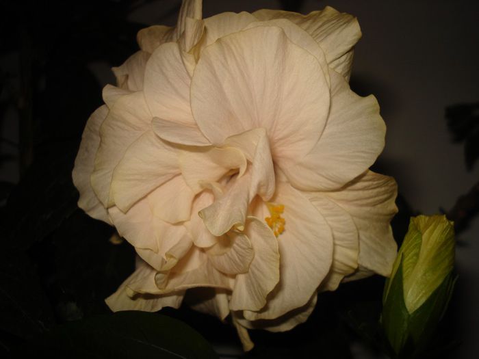 DSC09445