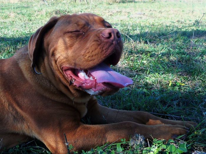 Boris - Boris- Dog de Bordeaux