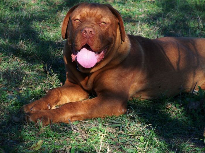 Boris_ - Boris- Dog de Bordeaux