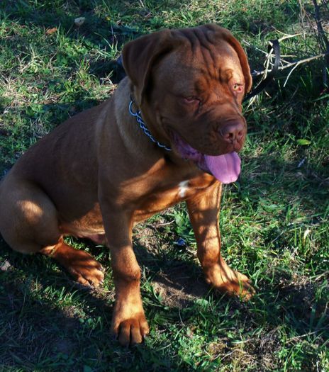 Boris- - Boris- Dog de Bordeaux