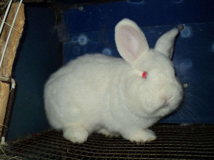 DSC05192-mascul neozeelandez 6 luni