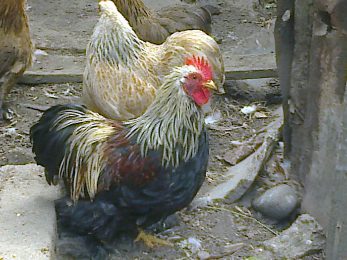 Cochinchina pitic mestecaniu