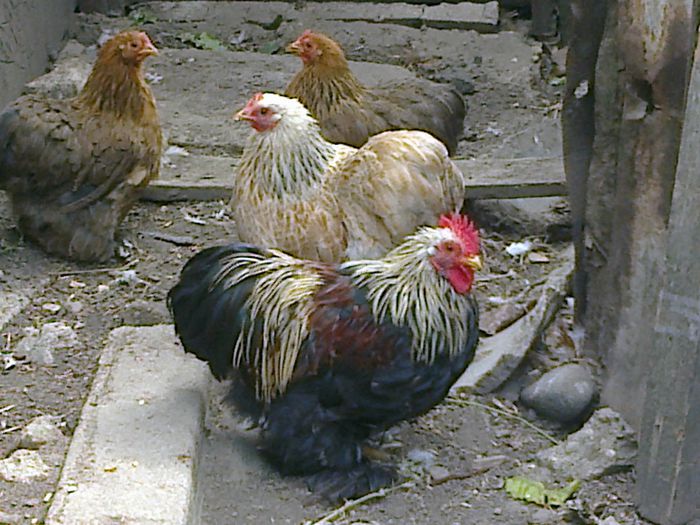 Cochin pitic mestecaniu; 1 pereche
  2 gainuse potarnichiu

