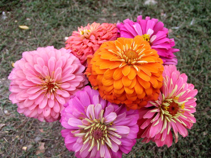 carciumarese - Flori 2013
