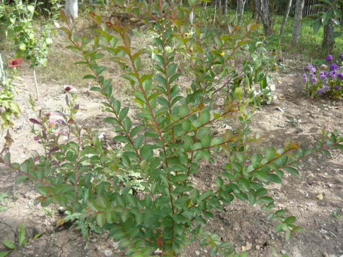 liliac indian roz - plante si flori  2013