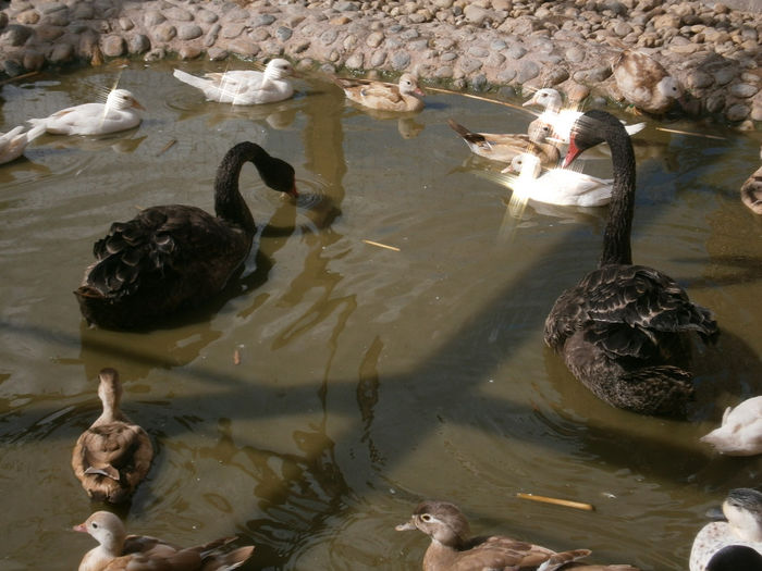 lebede negre!! - Lebede negre-swans-Nu le mai am