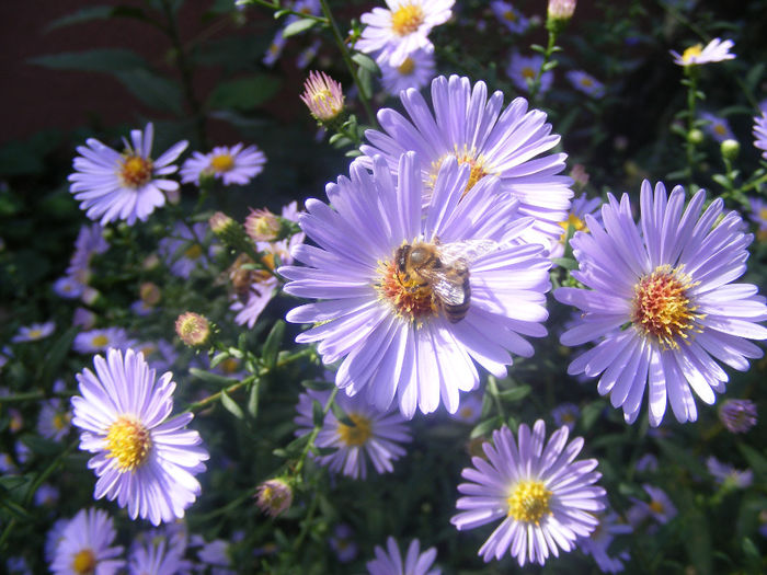 ASTER ALPINUS VIOLET - GRADINA MEA DE VIS