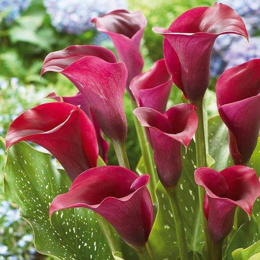 1003410_605321552832061_911696181_n