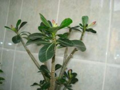 Adenium12