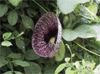 Aristolochia elegans-2