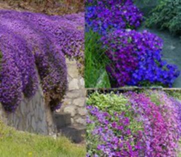 aubretia mix