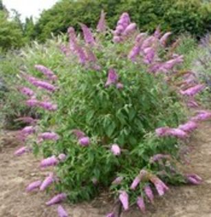 Buddleja davidii Pink Delight 12