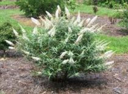 Buddleja White Profusion 12