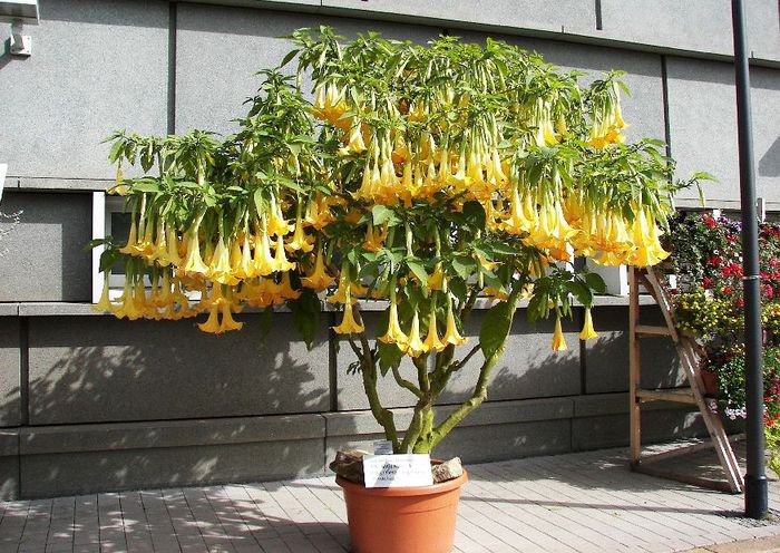 buga-2007-gera-ronneburg-04-brugmansia-aurea-datura-engelstrompete-gelb