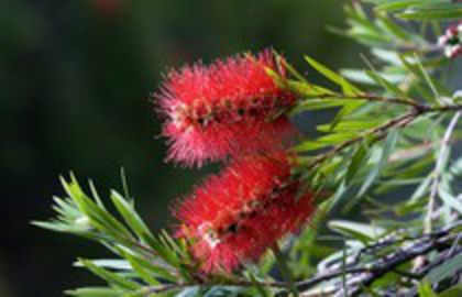 Callistemon_citrinus_