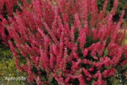 calluna aphrodithe