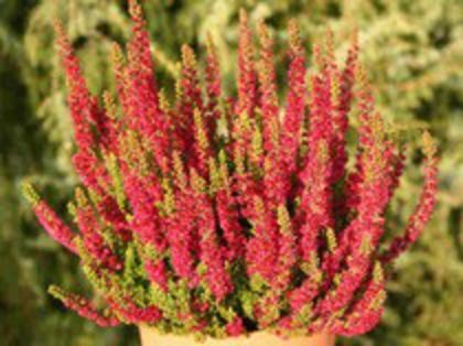 calluna DiscoQueen