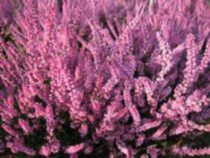 calluna herbstfeuer