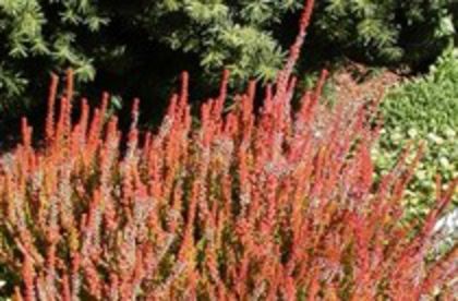calluna-vulgaris-firefly