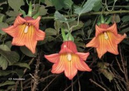 Canarina_canariensis