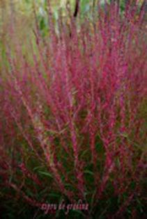 cipru de gradina-toamna