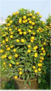 Citrus mitis-