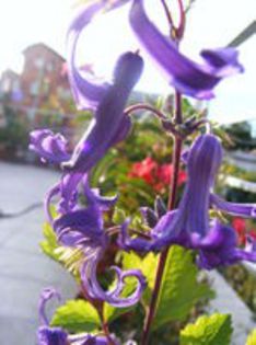 CLEMATITA INTEGRIFOLIA