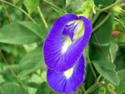 Clitoria ternatea